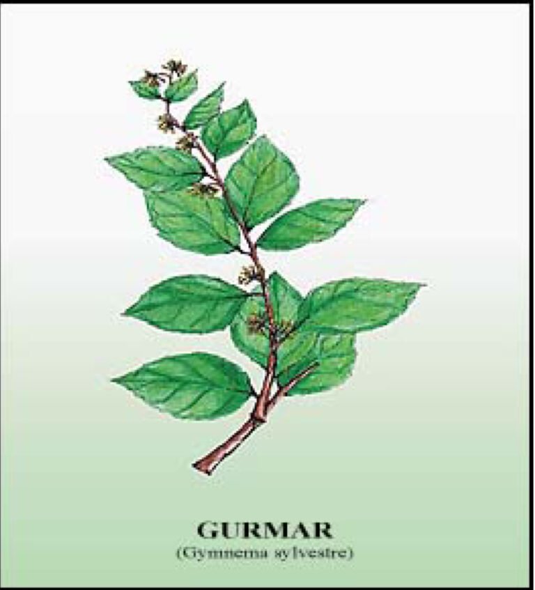 Gymnema Sylvestre, a medicinal medicinal plant (Kanetkar et al., 2007)