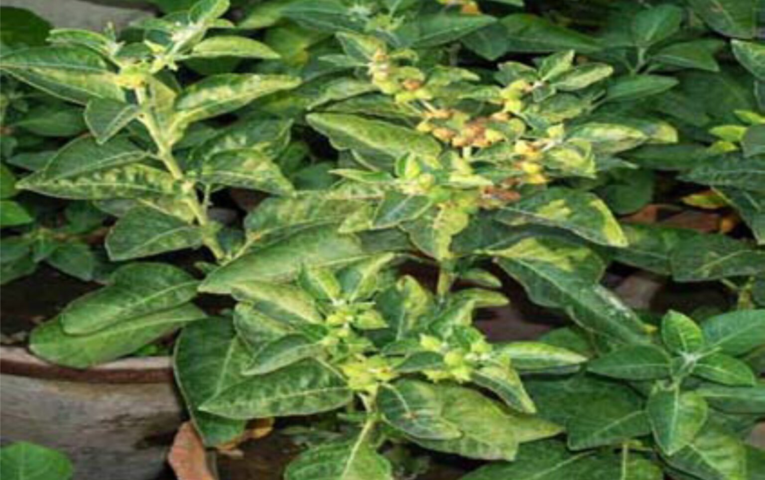 Ashwagandha History And Benefits Z Plus Health ashwagandha-history-and-benefits-z-plus-health