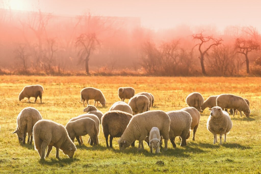 sheep wool