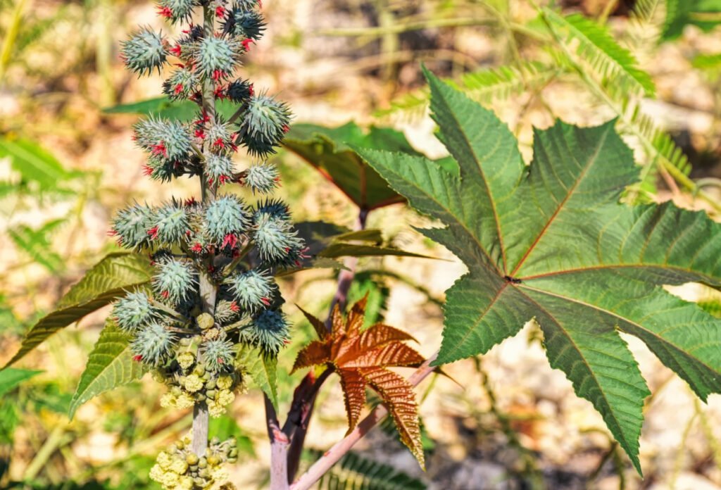 castor oil plant