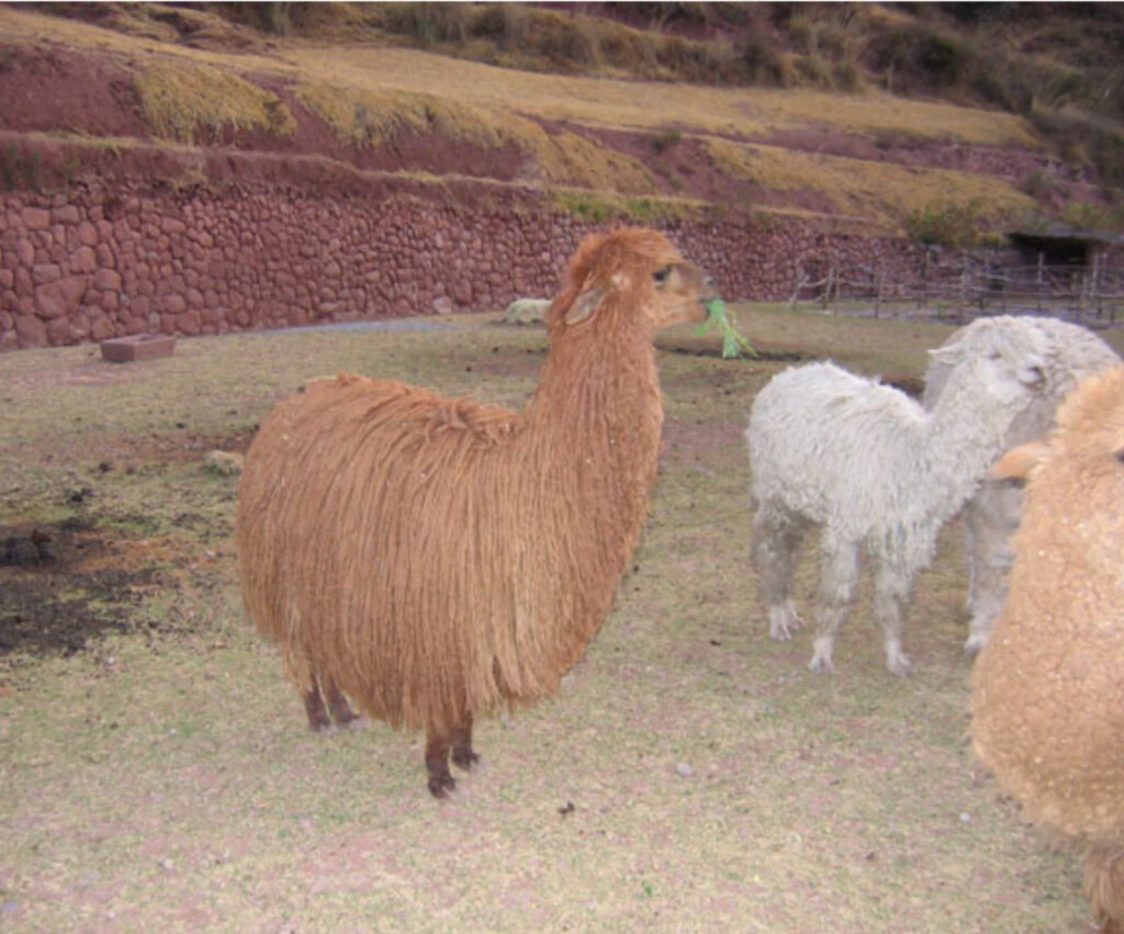 camelid wool