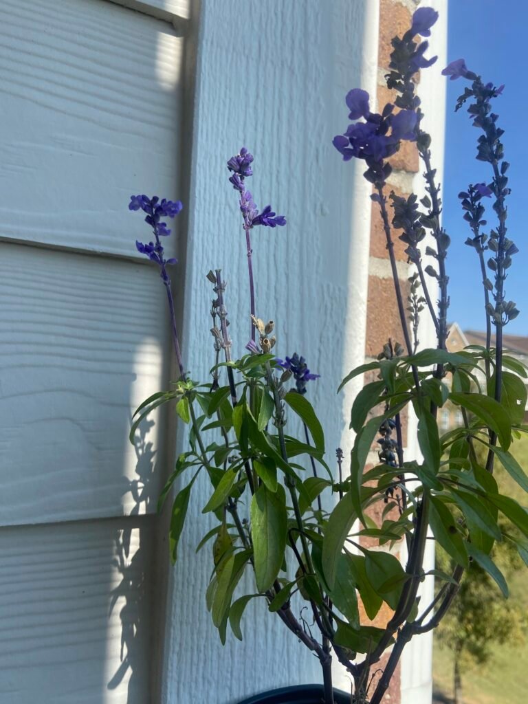 When and how can we plant and care for salvia farinacea?