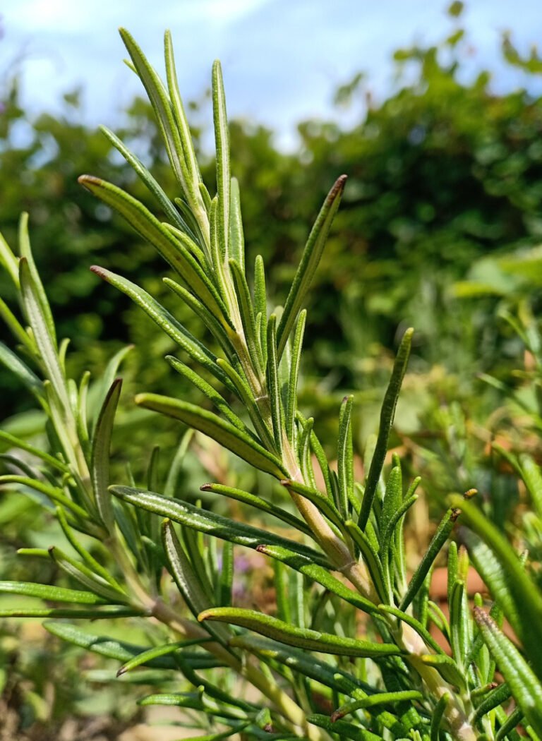 When and how can you plant and care for rosemary?