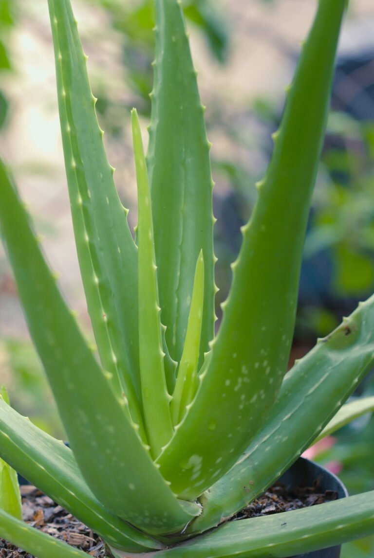 When and how can we plant and care for aloe vera?