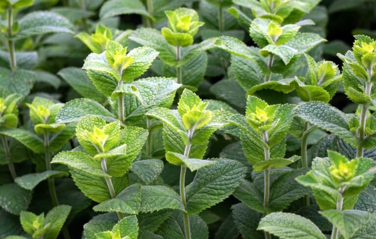 When and how can we plant and care for mint?