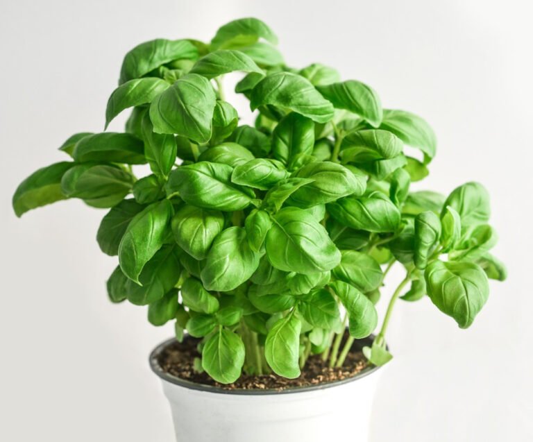 When and how can we plant and care for basil?