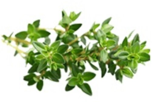 When and how to plant and care for  thyme?