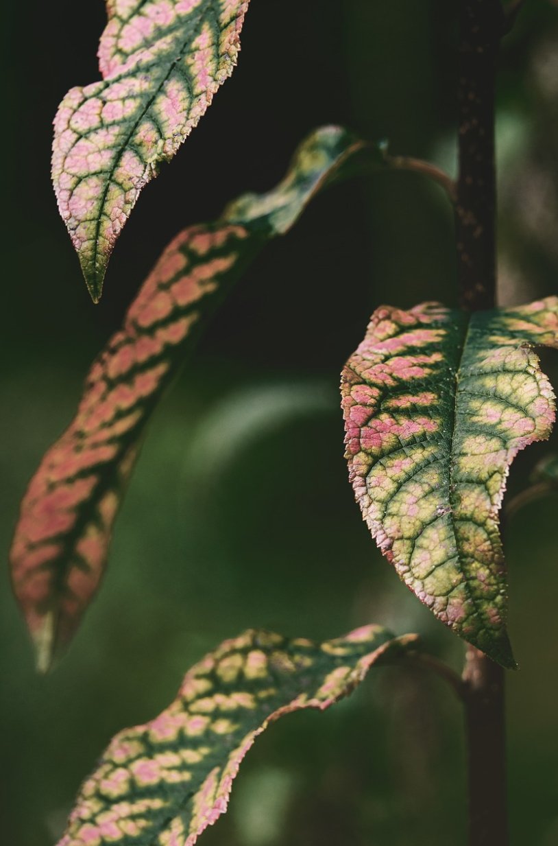 agloanema plant is beautiful indoor plant